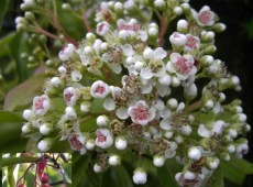 Photinia davidiana (Stranvaesia davidiana ) -Lorbeermispel-