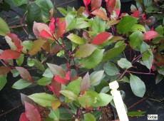 Photinia fraseri 'Little Red Robin' -Glanzmispel-