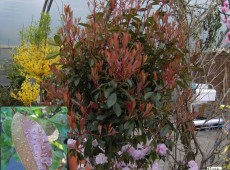 Photinia fraseri 'Red Robin' -Glanzmispel-