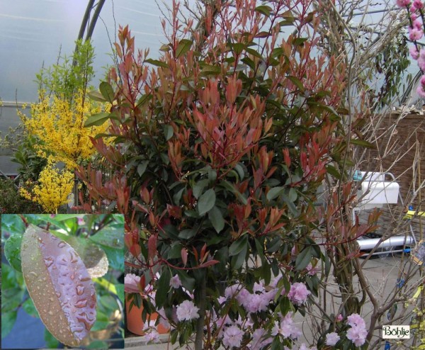 Photinia fraseri 'Red Robin' -Glanzmispel-