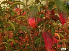 Photinia villosa -Scharlach Glanzmispel-