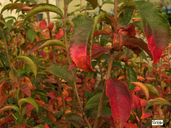 Photinia villosa -Scharlach Glanzmispel-