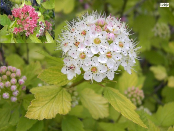 Physocarpus opulifolius 'Dart's Gold' -gelbe Blasenspiere-