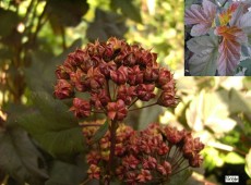 Physocarpus opulifolius 'Diabolo' ® -rotblättrige Blasenspiere-
