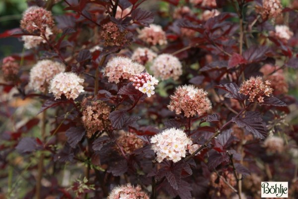 Physocarpus opulifolius 'Lady in Red'