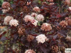 Physocarpus opulifolius 'Lady in Red'