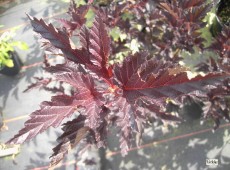 Physocarpus opulifolius 'Red Baron'