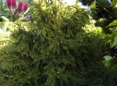 Picea abies 'Acrocona' -Zapfenfichte-