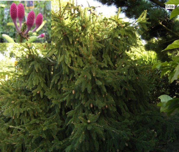 Picea abies 'Acrocona' -Zapfenfichte-