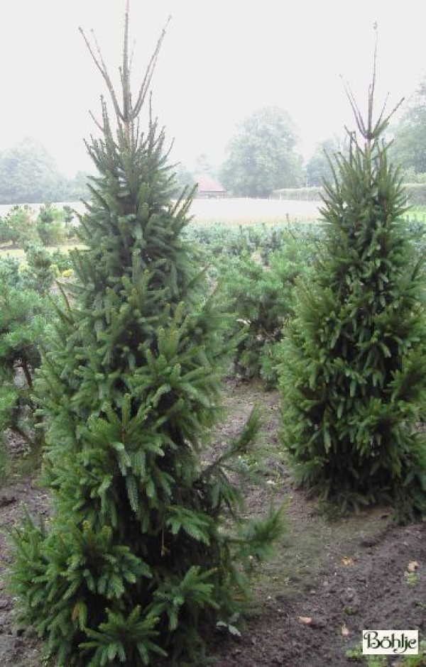 Picea abies 'Columnaris' -Säulenfichte-