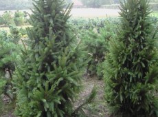 Picea abies 'Columnaris' -Säulenfichte-