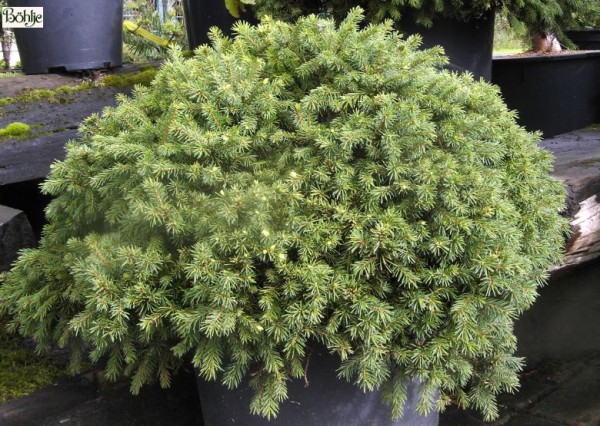 Picea abies 'Echiniformis' -Igelfichte-