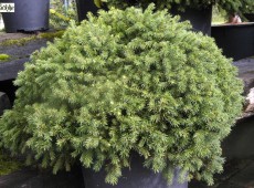 Picea abies 'Echiniformis' -Igelfichte-