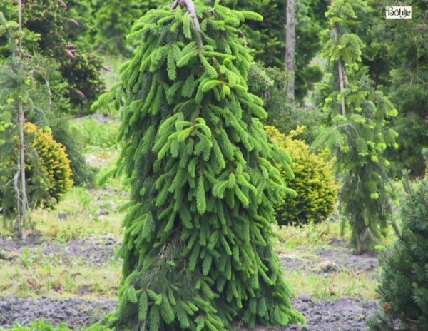 Picea abies 'Inversa' -Hängefichte-