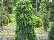 Picea abies 'Inversa' -Hängefichte-