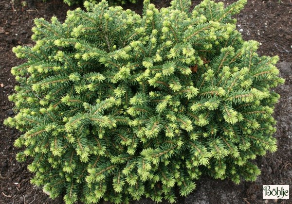 Picea abies 'Little Gem' -Kissenfichte-