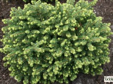 Picea abies 'Little Gem' -Kissenfichte-