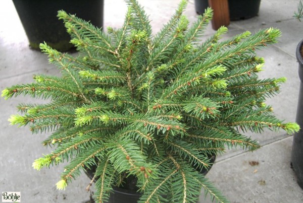 Picea abies 'Nidiformis' -Nestfichte-