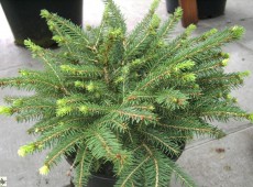 Picea abies 'Nidiformis' -Nestfichte-