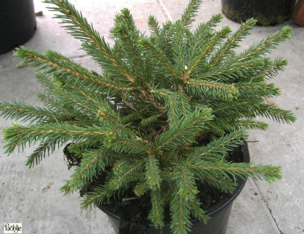 Picea abies 'Pumila Glauca' -Zwergform-