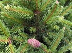 Picea abies 'Ronja'               Böhlje Auslese