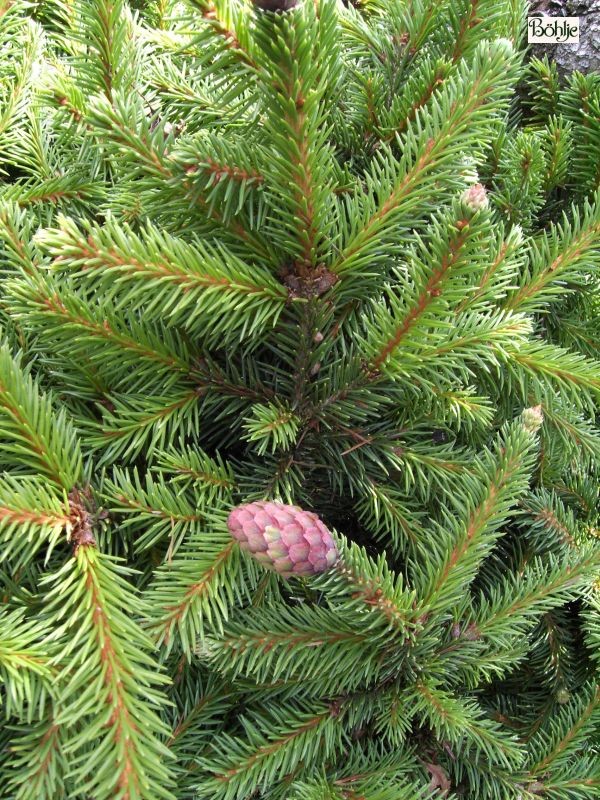 Picea abies 'Ronja'               Böhlje Auslese