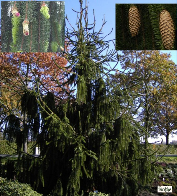 Picea abies 'Virgata' -Schlangenfichte-