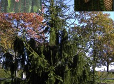 Picea abies 'Virgata' -Schlangenfichte-