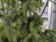 Picea abies 'Virgata Ariane'