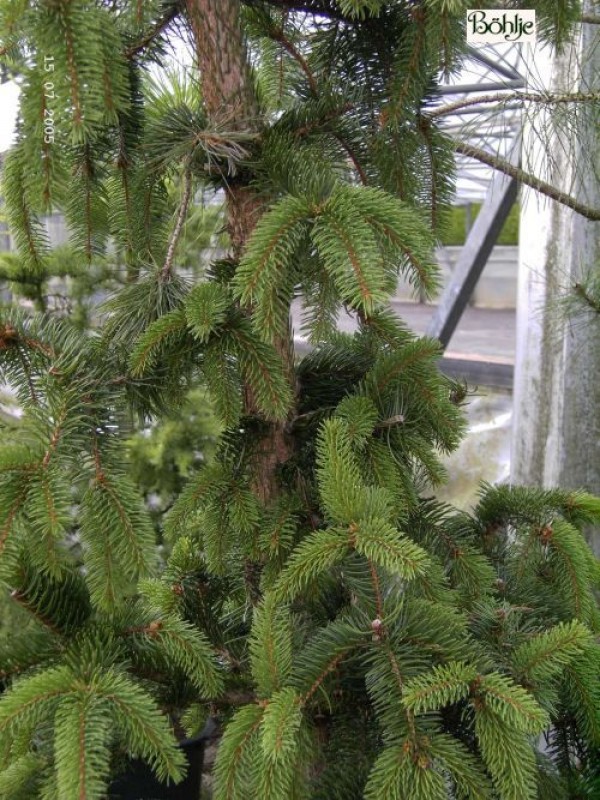 Picea abies 'Virgata Ariane'