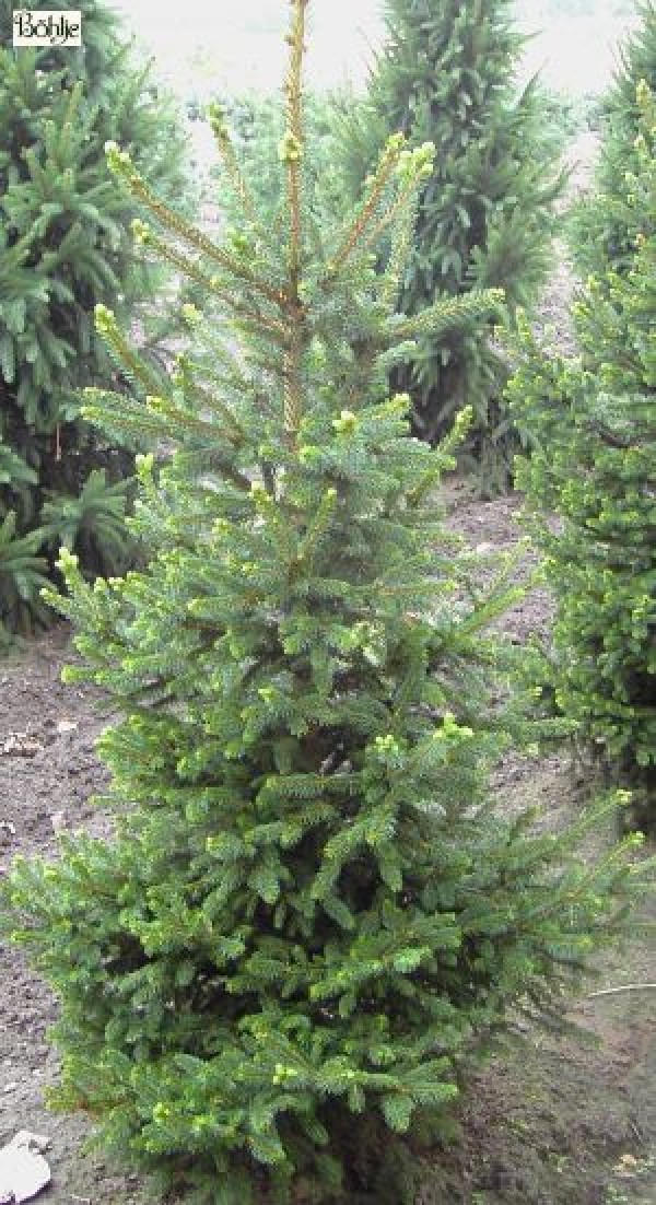 Picea abies 'Will's Zwerg' -Fichte-