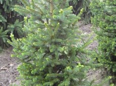 Picea abies 'Will's Zwerg' -Fichte-