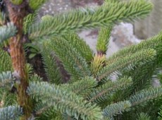 Picea bicolor (alcoquiana) -Alcockfichte-