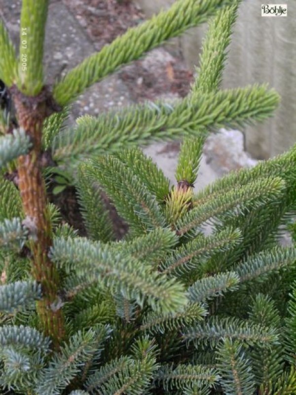 Picea bicolor (alcoquiana) -Alcockfichte-
