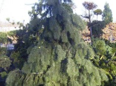 Picea breweriana -Mähnenfichte-