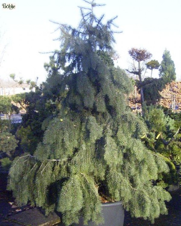 Picea breweriana -Mähnenfichte-