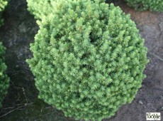 Picea glauca 'Alberta Globe' -Zwergkugelfichte-