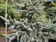 Picea glauca 'Coerulea' -Fichte-