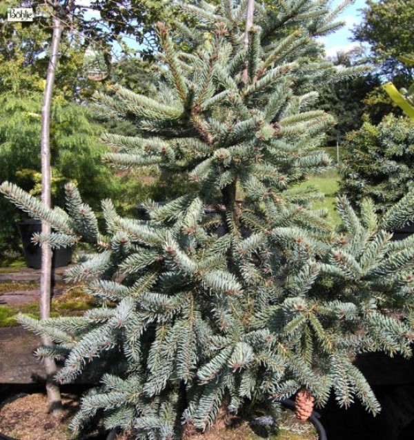 Picea glauca 'Coerulea' -Fichte-