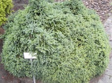 Picea glauca 'Echiniformis' -blaue Igelfichte-