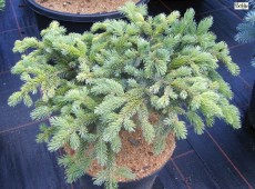 Picea mariorika 'Machala'