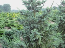 Picea mariorika