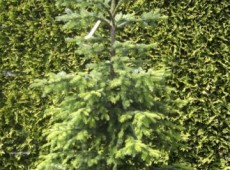 Picea omorika -serbische Fichte-