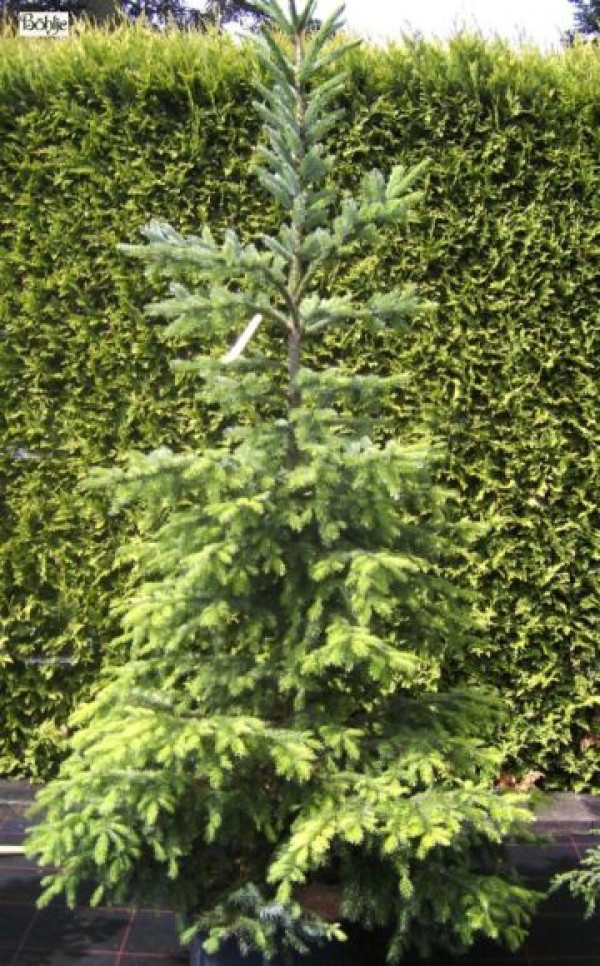 Picea omorika -serbische Fichte-