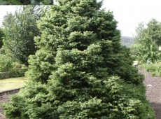 Picea omorika 'Nana' -serbische Kegelfichte-