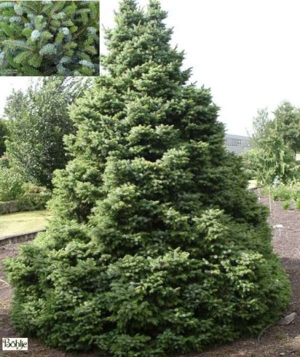 Picea omorika 'Nana' -serbische Kegelfichte-