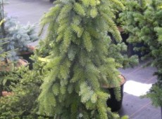 Picea omorika 'Pendula Bruns' -Hängeform der serbischen Fichte-