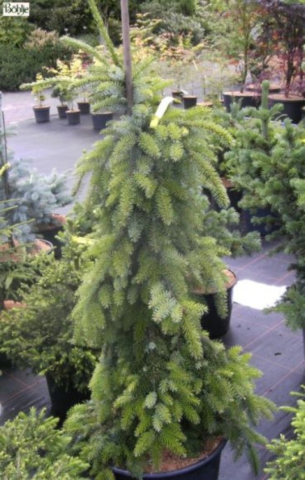 Picea omorika 'Pendula Bruns' -Hängeform der serbischen Fichte-