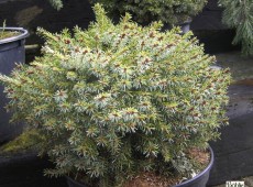 Picea omorika 'Treblitzsch' -Zwergform der serbischen Fichte-