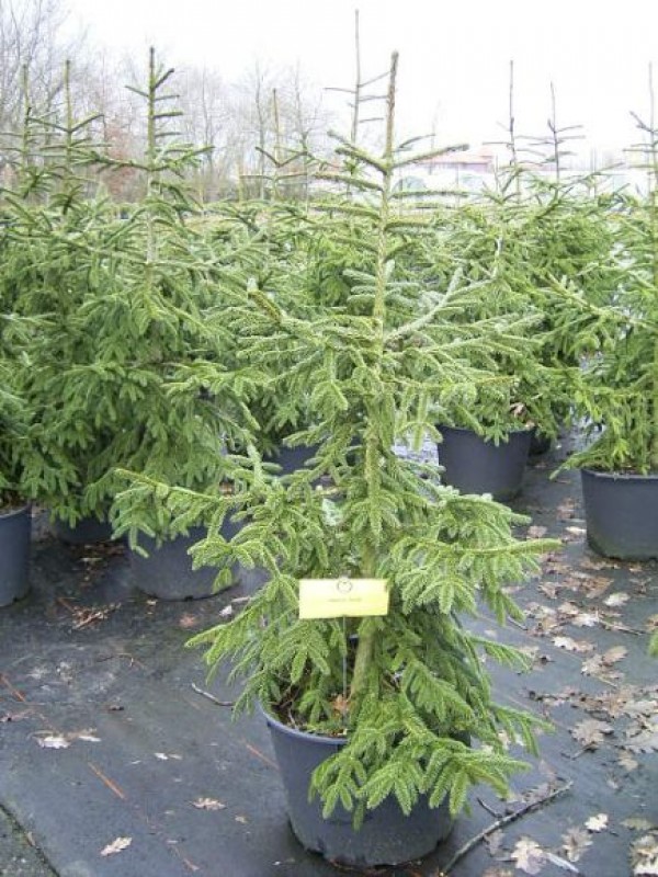 Picea orientalis 'Aurea' -gelbe Kaukasusfichte-